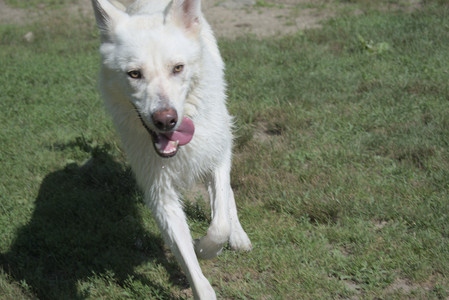 20250719_Flowers and dog park__DSC0158_.jpg