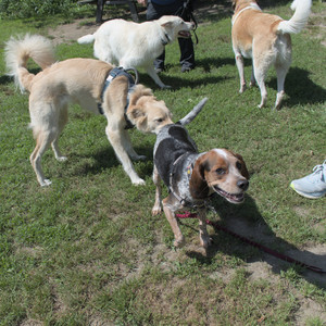 20250719_Flowers and dog park__DSC0172_.jpg