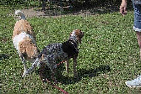 20250719_Flowers and dog park__DSC0180_.jpg