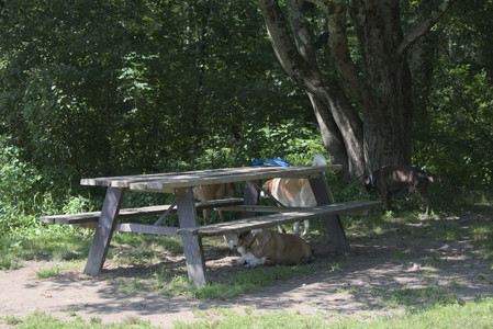 20250719_Flowers and dog park__DSC0185_.jpg