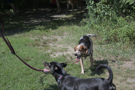 20250719_Flowers and dog park__DSC0190_.jpg