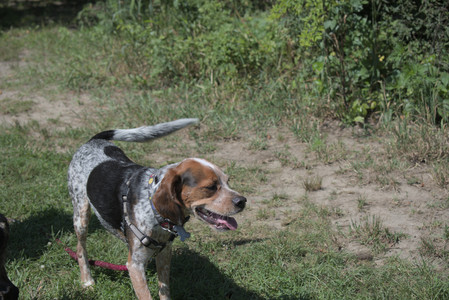 20250719_Flowers and dog park__DSC0194_.jpg