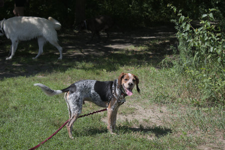 20250719_Flowers and dog park__DSC0198_.jpg