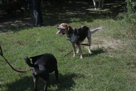 20250719_Flowers and dog park__DSC0205_.jpg