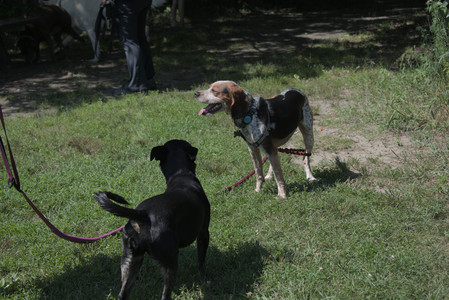 20250719_Flowers and dog park__DSC0209_.jpg