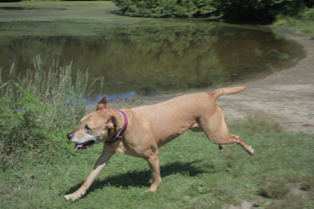 20250719_Flowers and dog park__DSC0213_.jpg