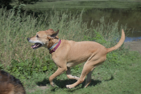 20250719_Flowers and dog park__DSC0214_.jpg