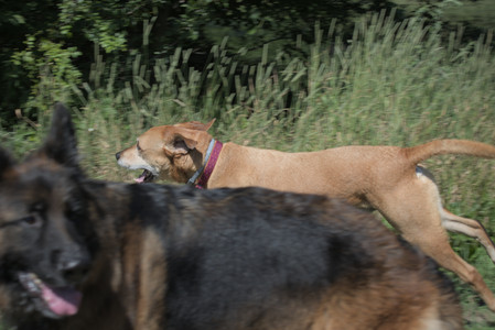 20250719_Flowers and dog park__DSC0215_.jpg