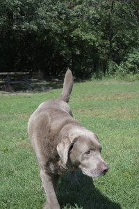 20250719_Flowers and dog park__DSC0253_.jpg