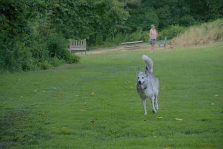 20250725_Dog Park et alia__DSC0085_.jpg