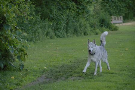20250725_Dog Park et alia__DSC0086_.jpg