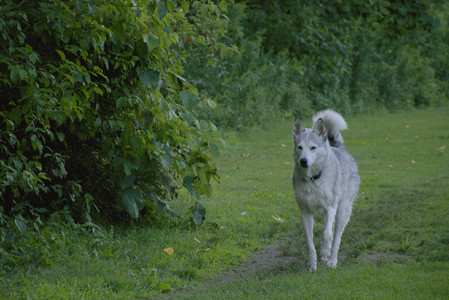 20250725_Dog Park et alia__DSC0087_.jpg
