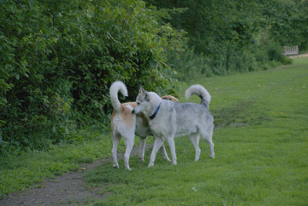 20250725_Dog Park et alia__DSC0088_.jpg