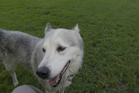 20250725_Dog Park et alia__DSC0095_.jpg