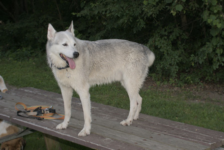 20250725_Dog Park et alia__DSC0099_.jpg