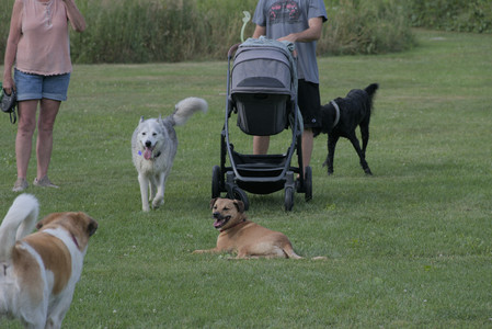 20250725_Dog Park et alia__DSC0102_.jpg