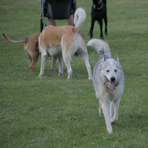 20250725_Dog Park et alia__DSC0105_.jpg