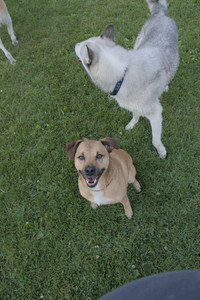 20250725_Dog Park et alia__DSC0108_.jpg