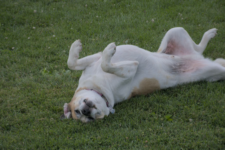 20250725_Dog Park et alia__DSC0113_.jpg