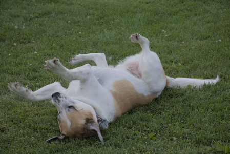 20250725_Dog Park et alia__DSC0114_.jpg