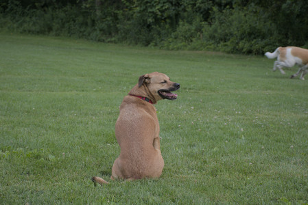 20250725_Dog Park et alia__DSC0115_.jpg