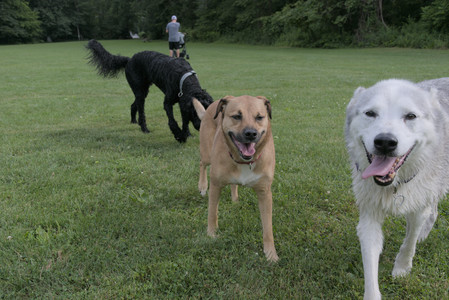 20250725_Dog Park et alia__DSC0125_.jpg