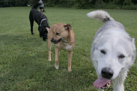 20250725_Dog Park et alia__DSC0126_.jpg