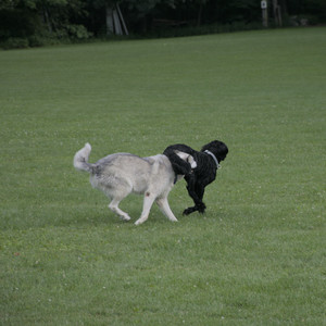 20250725_Dog Park et alia__DSC0127_.jpg