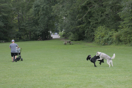 20250725_Dog Park et alia__DSC0131_.jpg