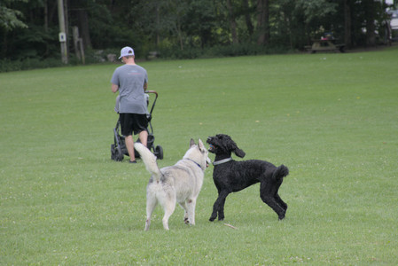 20250725_Dog Park et alia__DSC0136_.jpg