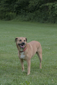 20250725_Dog Park et alia__DSC0138_.jpg