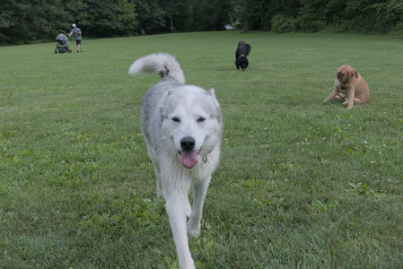 20250725_Dog Park et alia__DSC0141_.jpg