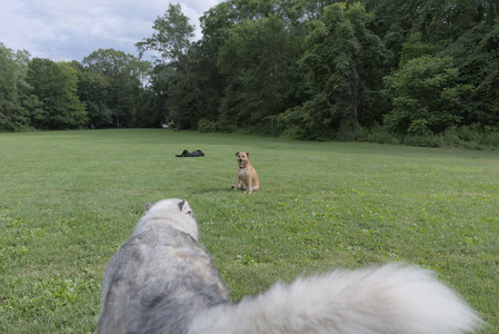 20250725_Dog Park et alia__DSC0142_.jpg