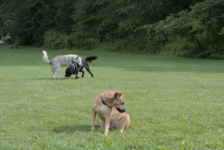 20250725_Dog Park et alia__DSC0145_.jpg
