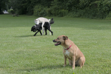 20250725_Dog Park et alia__DSC0146_.jpg