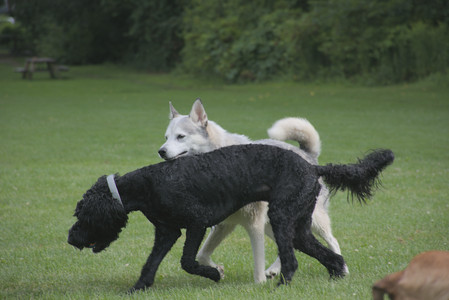 20250725_Dog Park et alia__DSC0148_.jpg