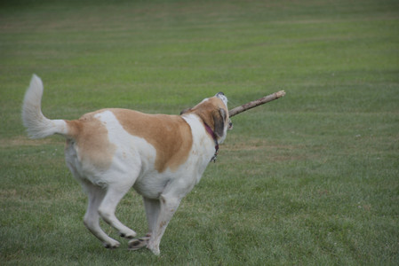 20250725_Dog Park et alia__DSC0153_.jpg