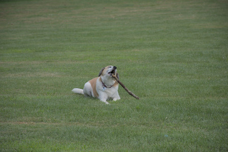 20250725_Dog Park et alia__DSC0154_.jpg