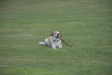 20250725_Dog Park et alia__DSC0155_.jpg