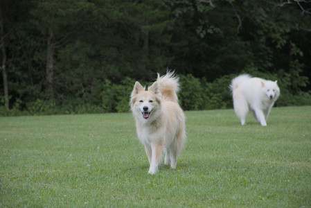 20250725_Dog Park et alia__DSC0159_.jpg