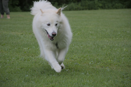 20250725_Dog Park et alia__DSC0162_.jpg