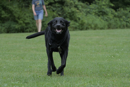 20250725_Dog Park et alia__DSC0168_.jpg
