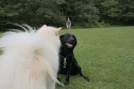 20250725_Dog Park et alia__DSC0173_.jpg