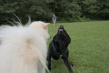 20250725_Dog Park et alia__DSC0174_.jpg