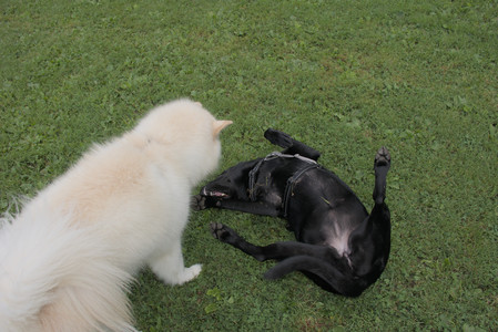 20250725_Dog Park et alia__DSC0175_.jpg