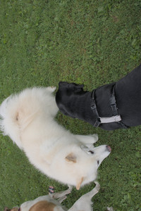 20250725_Dog Park et alia__DSC0178_.jpg