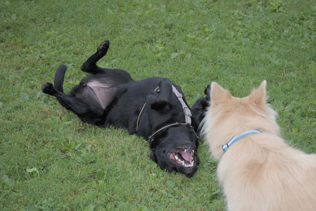 20250725_Dog Park et alia__DSC0181_.jpg