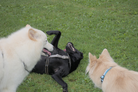 20250725_Dog Park et alia__DSC0182_.jpg