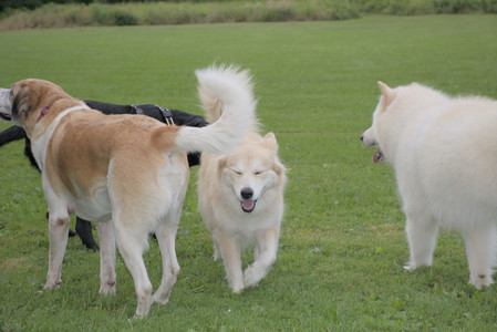 20250725_Dog Park et alia__DSC0183_.jpg