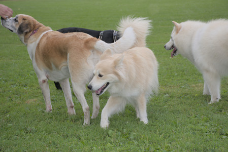 20250725_Dog Park et alia__DSC0184_.jpg